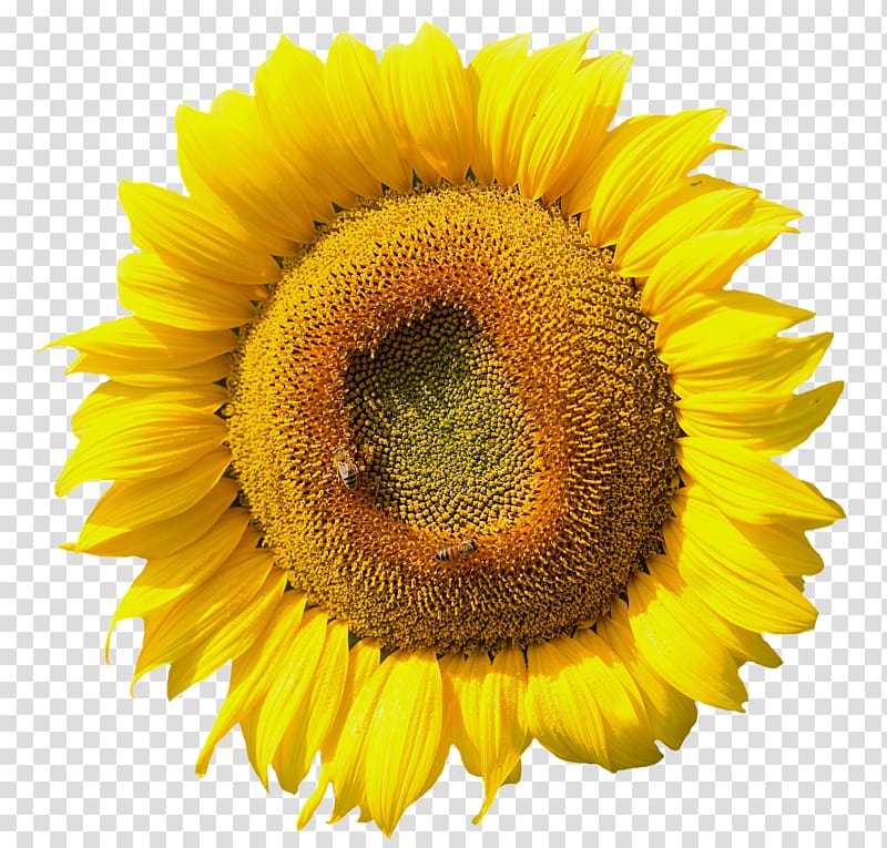 Common sunflower Hanne Kirkegaard Daisy family Sunflower seed, studio transparent background PNG clipart