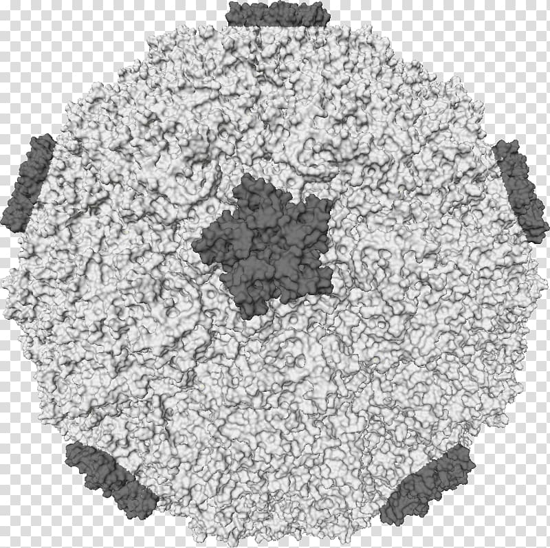 Rhinovirus Common cold Infection Picornavirus, flu transparent background PNG clipart