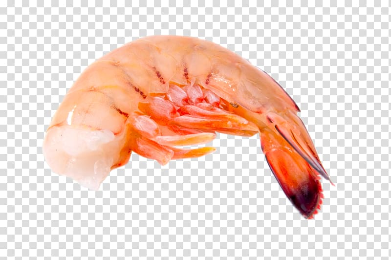 Caridea Lobster Prawn Dungeness crab Shrimp, HD shrimp Closeup transparent background PNG clipart