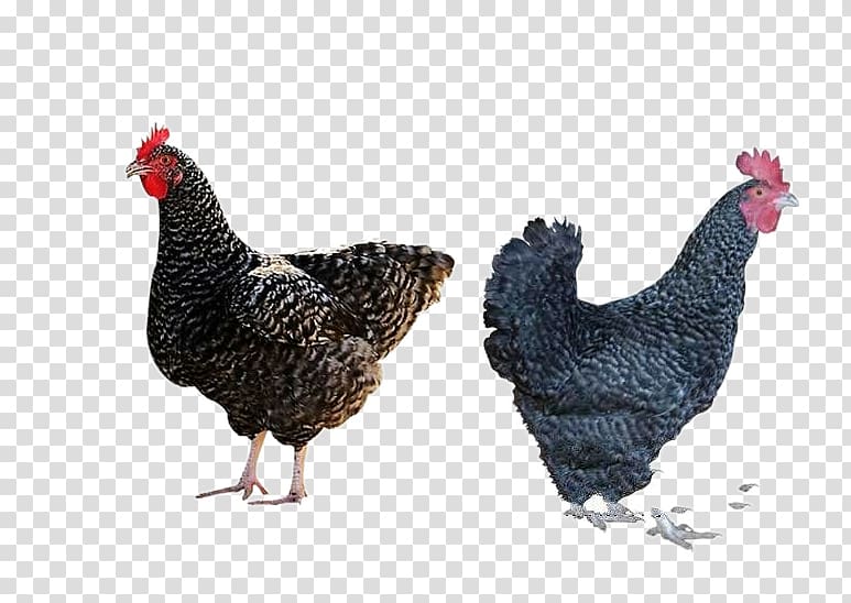 Plymouth Rock chicken Barbu dUccle Rooster Farm, Two farmer aloe chicken transparent background PNG clipart