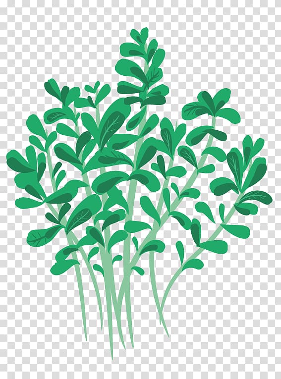 Greenify Oregano Stuffing Herb Leaf vegetable, Mentha Spicata transparent background PNG clipart