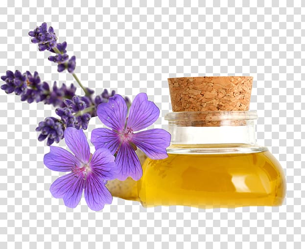 Sweet scented geranium Bigroot Geranium Essential oil Herbal distillate, oil transparent background PNG clipart