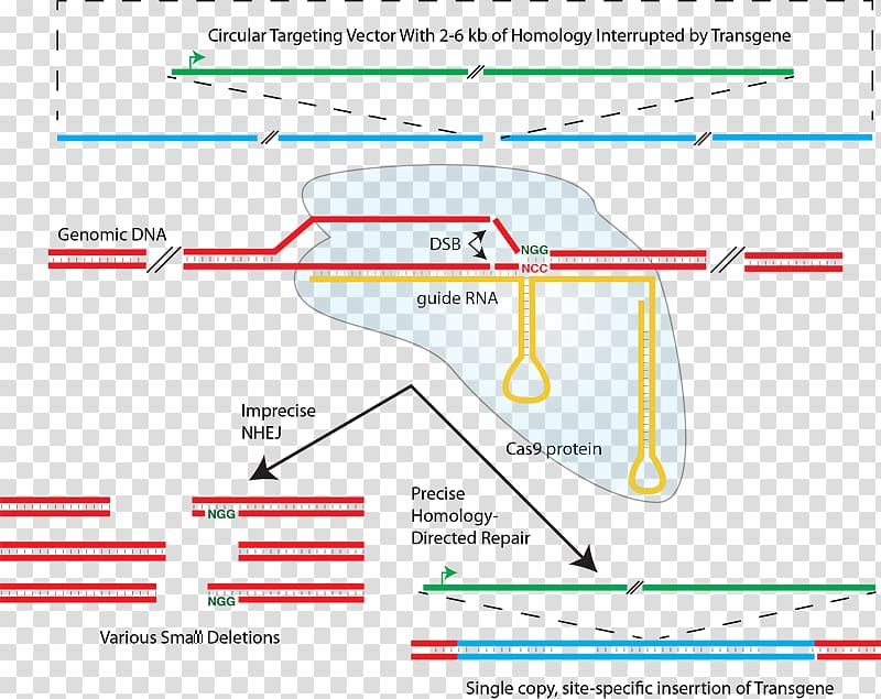 CRISPR Non-homologous end joining Homology directed repair Cas9 Transcription activator-like effector nuclease, immunity transparent background PNG clipart