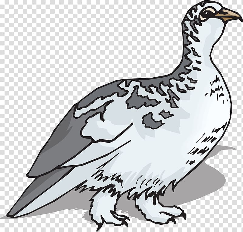 Bird Rock ptarmigan , Gray goose transparent background PNG clipart