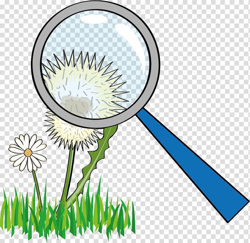 Flowering plant Line , flower transparent background PNG clipart