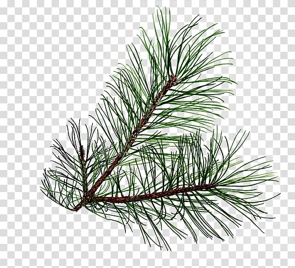 Pine Tree Leaf Conifer cone , tree transparent background PNG clipart