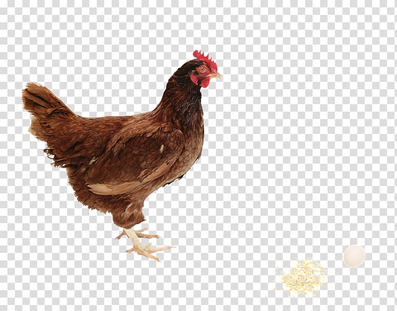 Rhode Island Red Broiler Poultry farming Farm Animals: Chickens, GALLOS transparent background PNG clipart