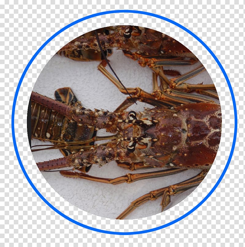 European lobster Reef Shipwreck Key West Snorkeling, Lobster Fishing transparent background PNG clipart