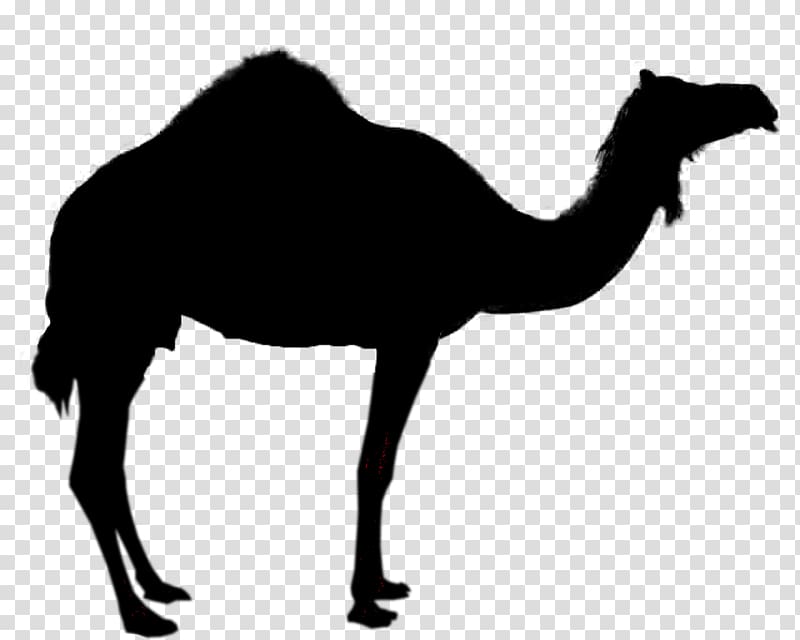 Camel Silhouette , respiratory transparent background PNG clipart