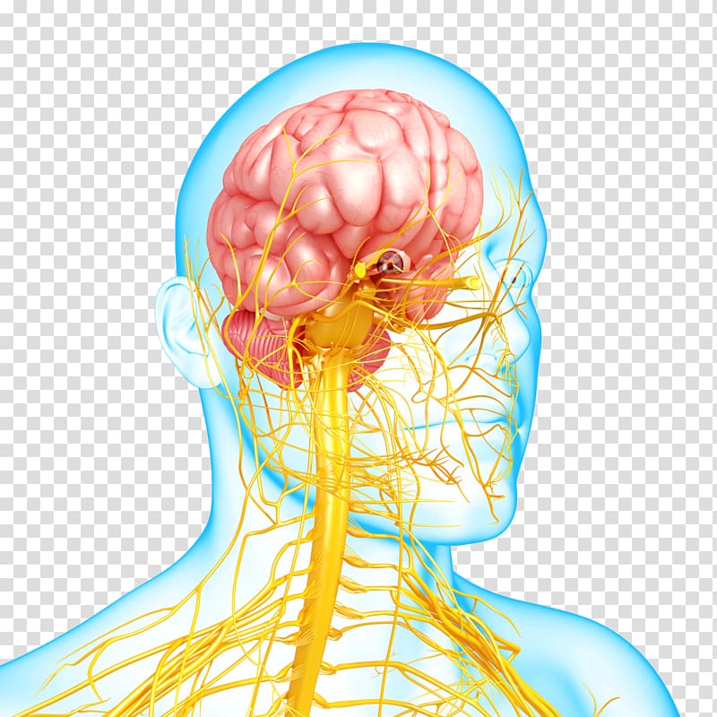 Nervous system disease Mental disorder Autonomic nervous system, Brain transparent background PNG clipart