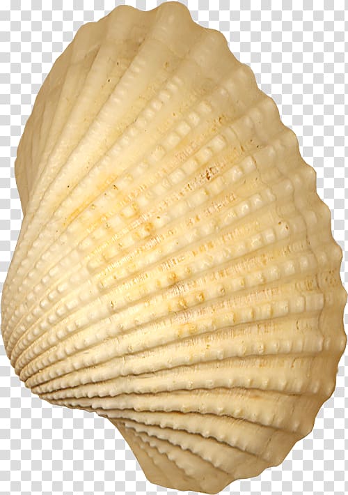 Cockle Seashell Conchology, shell transparent background PNG clipart