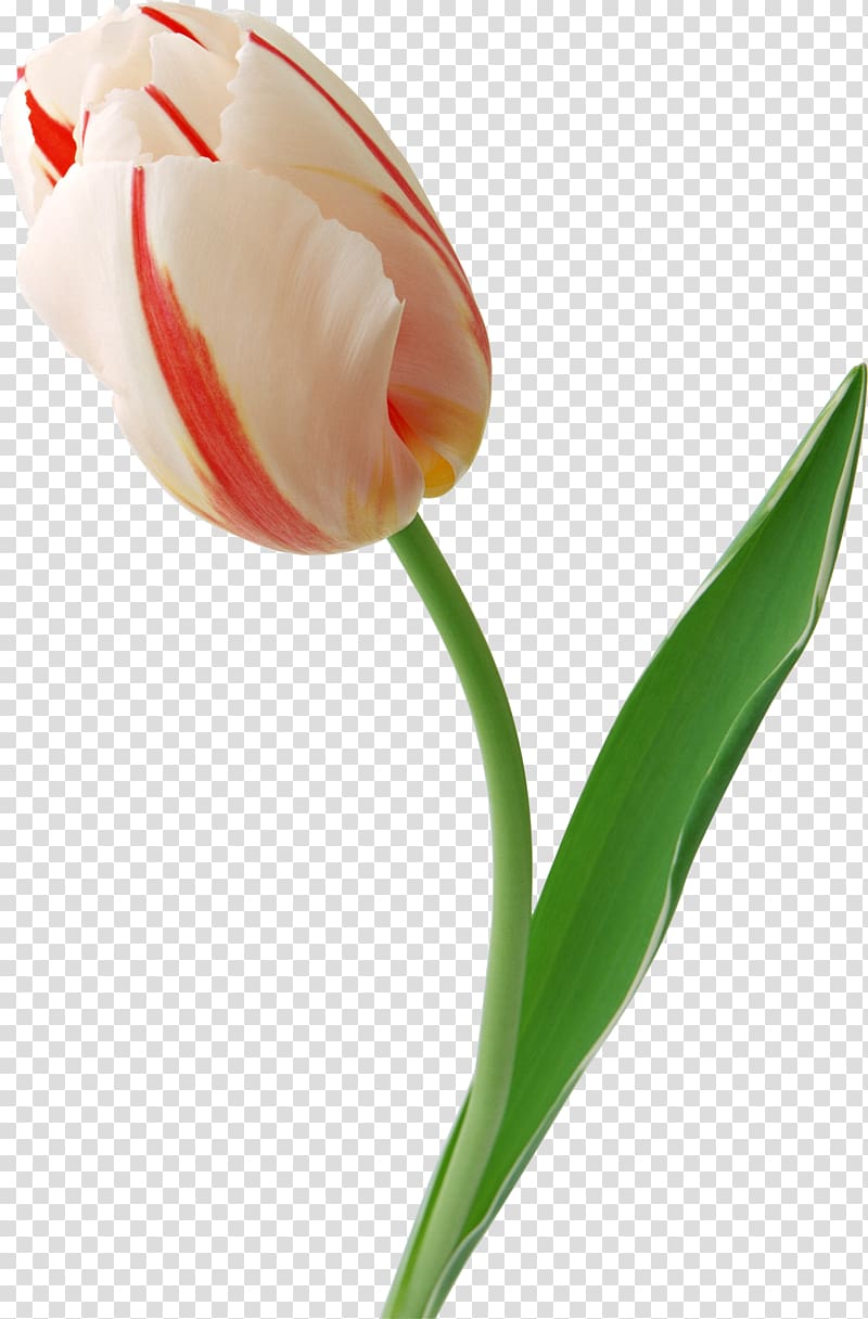 Tulip transparent background PNG clipart