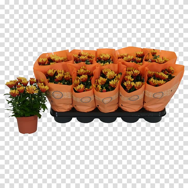 Chrysanthemum ×grandiflorum Plant Hyacinth Sweet alyssum Orange, plant transparent background PNG clipart