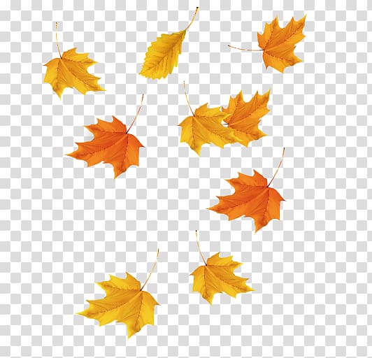 orange maple leaves , Maple leaf Red maple Icon, Maple Leaf transparent background PNG clipart
