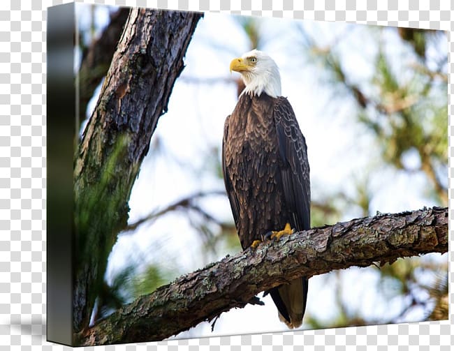 Bald Eagle by Jim Crotty | Ohio LLC Art kind, bald eagles head transparent background PNG clipart