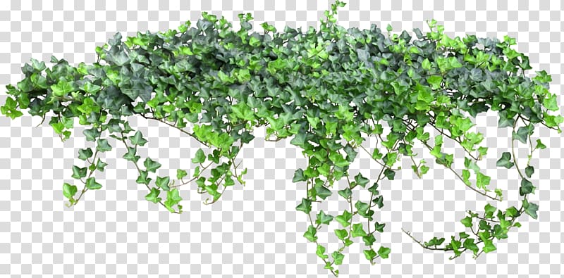 ivy fairy tale transparent background PNG clipart