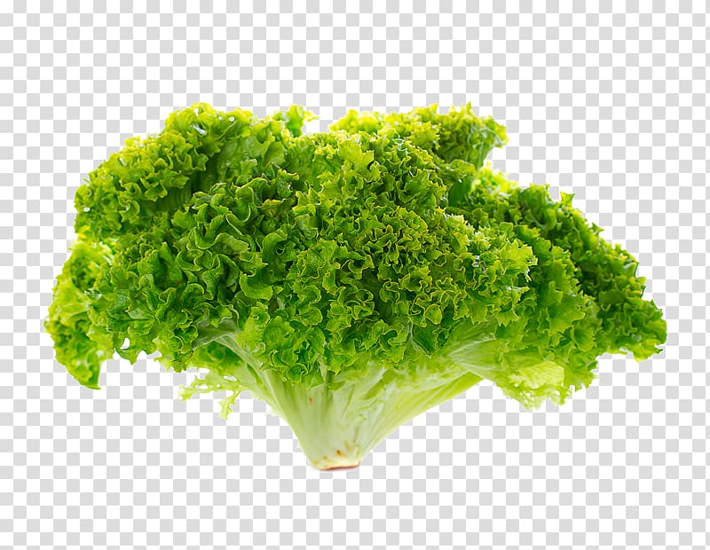Romaine lettuce Red leaf lettuce, salad transparent background PNG clipart