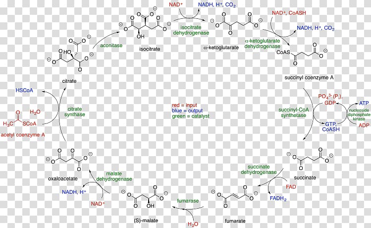 Citric acid cycle Coenzyme A Acetyl-CoA Tricarboxylic acid, Succinate Dehydrogenase transparent background PNG clipart