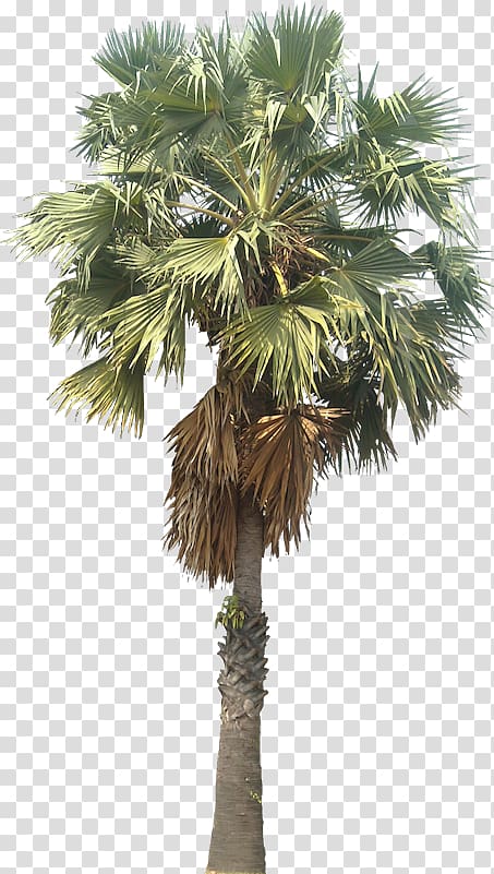 Asian palmyra palm Mexican fan palm Arecaceae Wodyetia, palm trees transparent background PNG clipart