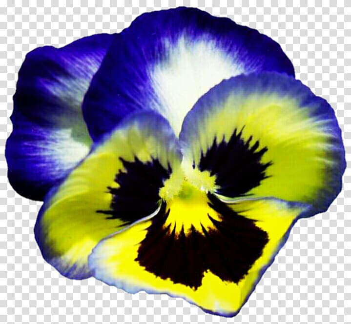 Pansy Viola pedunculata Yellow Flower Plant, pansy transparent background PNG clipart
