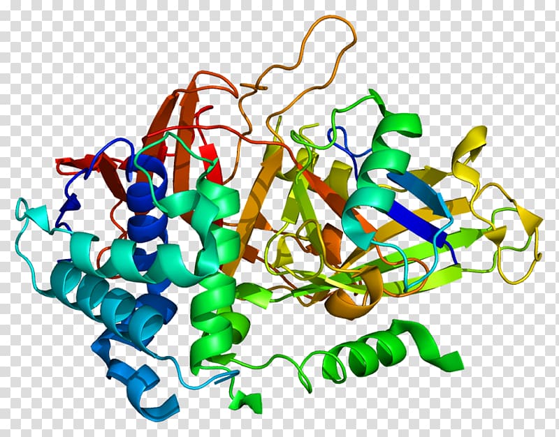 USP2 Protein Mdm2 Gene Ubiquitin, others transparent background PNG clipart