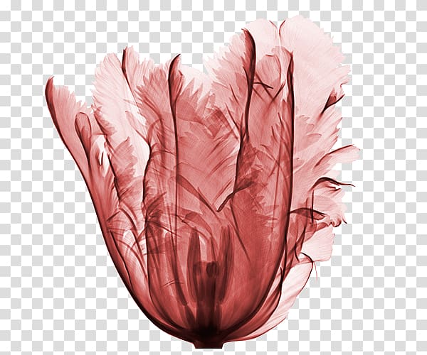 France Flower X-ray Tulip, tulip transparent background PNG clipart