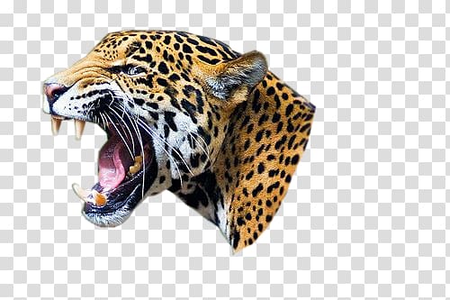 Leopard transparent background PNG clipart