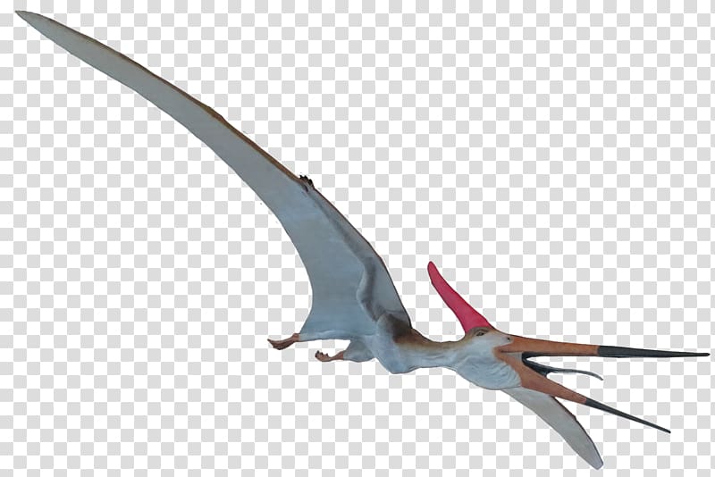 Pteranodon Mosasaurus Elasmosaurus Ichthyornis Quetzalcoatlus, dinosaur skeleton transparent background PNG clipart