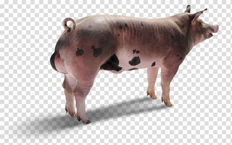 Zebu Piétrain Duroc pig Topigs Norsvin España, pig transparent background PNG clipart