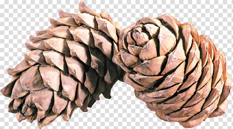 two pine cones , Pine Cone Duo transparent background PNG clipart