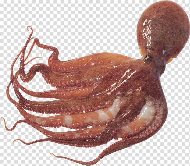 Octopus Squid as food Cuttlefish, aura transparent background PNG clipart