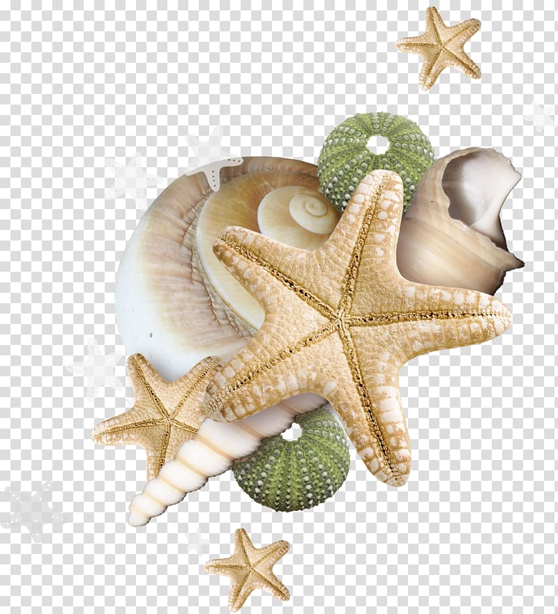 Seashell Beach , starfish transparent background PNG clipart