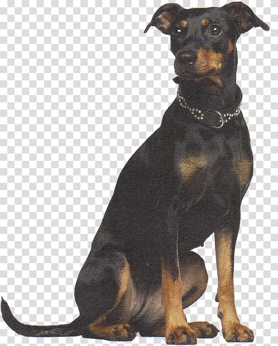 German Pinscher Dobermann Miniature Pinscher Austrian Pinscher Rottweiler, others transparent background PNG clipart