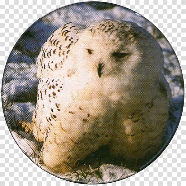 Snowy owl Bird of prey Beak, Snowy Owl transparent background PNG clipart