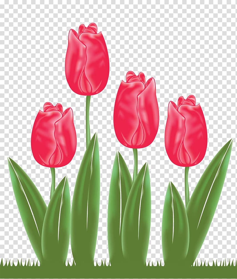 Liriodendron tulipifera , Free buckle tulips transparent background PNG clipart