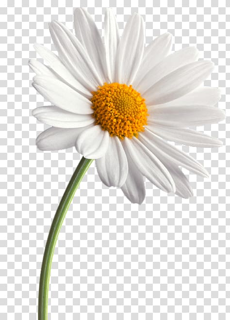 Desktop Common daisy , others transparent background PNG clipart