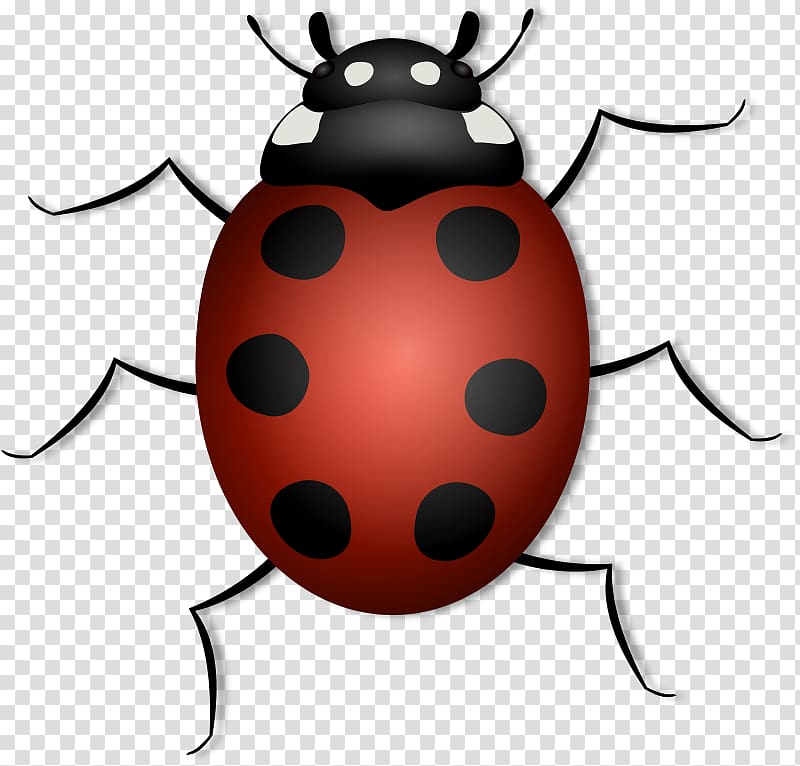 Beetle Ladybird , Free Barnyard transparent background PNG clipart