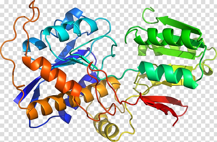 TASP1 Gene Endopeptidase Enzyme Protease, others transparent background PNG clipart