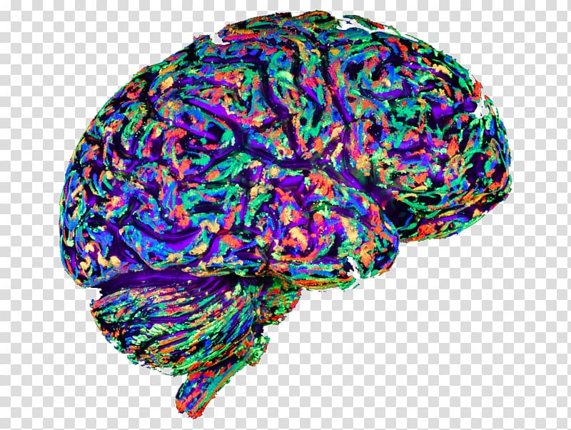 Art Brain mapping Evolution Mind, brain game transparent background PNG clipart