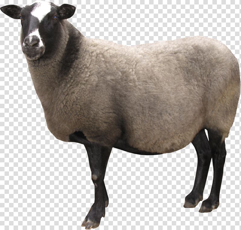 white and black sheep screenshot, Sheep , sheep transparent background PNG clipart
