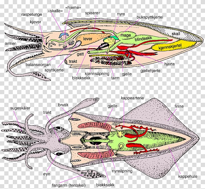 Cephalopod European flying squid Loligo Octopus Decapodiformes, others transparent background PNG clipart