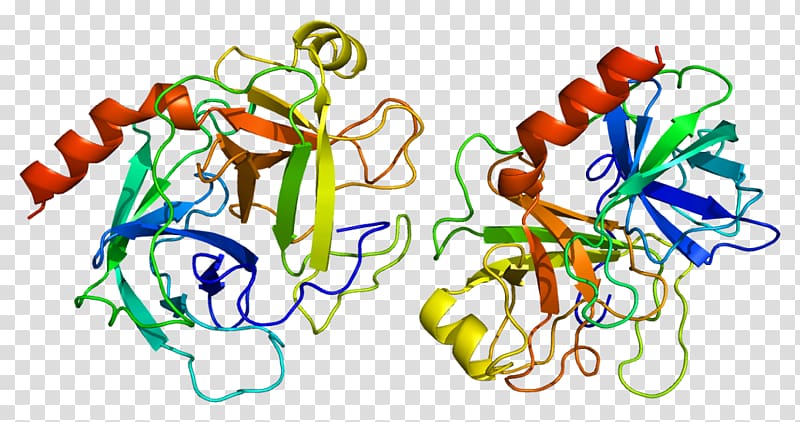 Trypsin 1 Enzyme Trypsinogen Serine protease, enzyme transparent background PNG clipart
