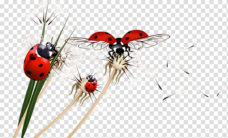 three ladybugs and white dandelion flowers illustration, Beetle Ladybird, Ladybug transparent background PNG clipart