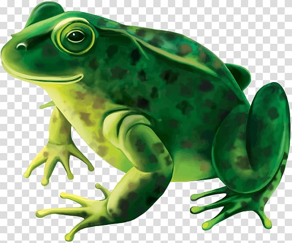 Frog , frog transparent background PNG clipart