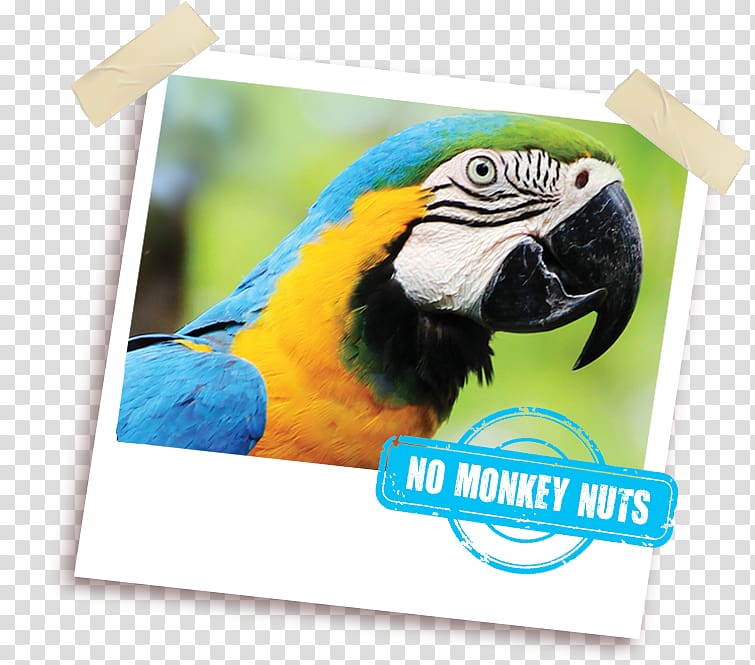 Macaw Parrot Fauna Beak Pet, monkey nuts transparent background PNG clipart