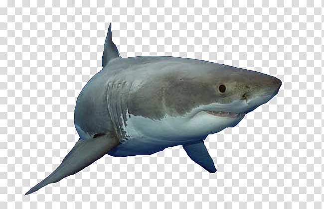 Great white shark Fish Animalien ugalketa, Ferocious great white shark transparent background PNG clipart