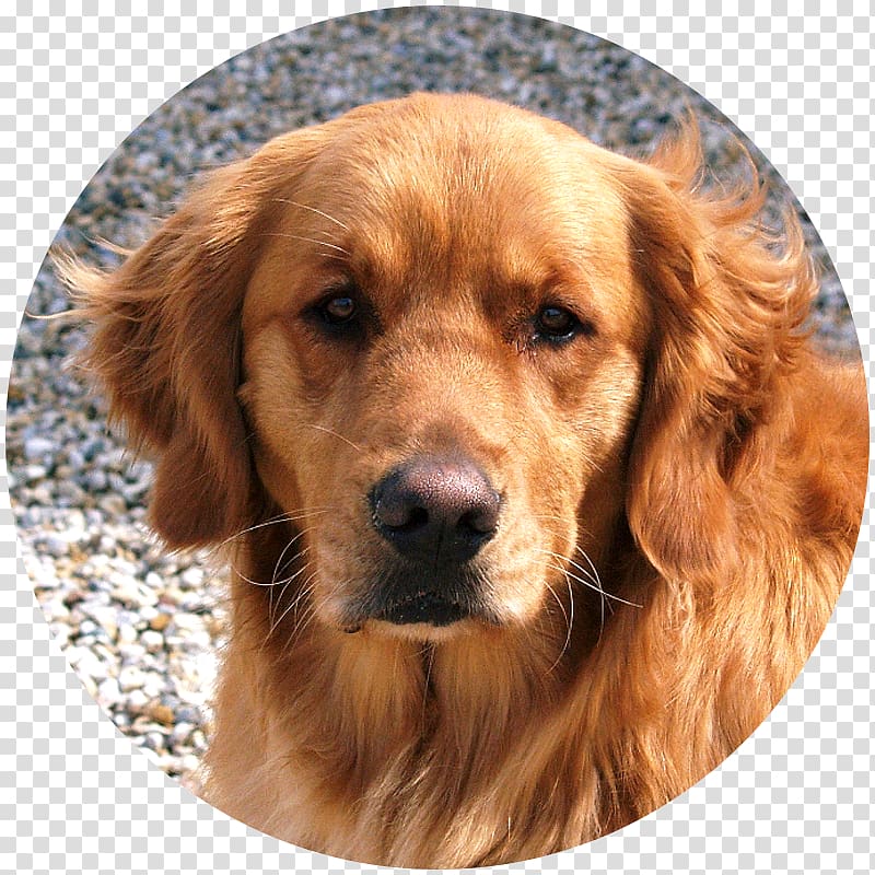 Golden Retriever Sussex Spaniel Nova Scotia Duck Tolling Retriever Irish Setter English Cocker Spaniel, Dog Daycare transparent background PNG clipart