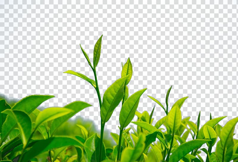 Green tea Chrysanthemum tea Leaf Camellia sinensis, green tea transparent background PNG clipart