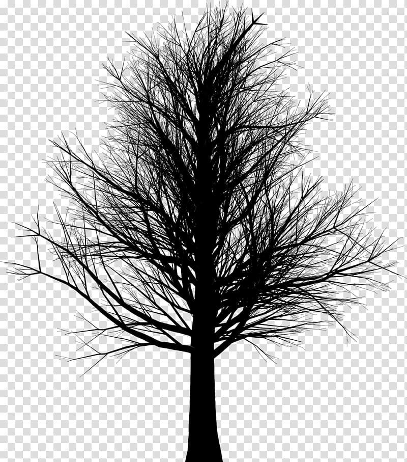 Tree Branch Twig Snag Woody plant, arbol transparent background PNG clipart