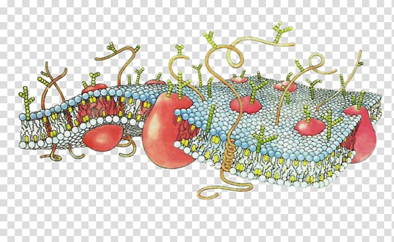 Cell membrane Biological membrane Cell surface receptor Lipid bilayer, drawing illustration transparent background PNG clipart